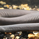 The caecilian pulled from the Miami canal.
